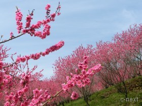 [写真]桃の花
