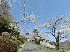 [写真]羊山公園の桜
