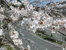 [写真]満開の桜