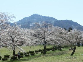 [写真]羊山公園の桜