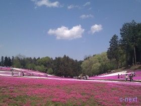 [写真]芝桜の丘