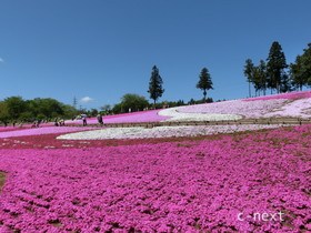 [写真]芝桜の丘