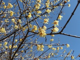 [写真]ロウバイの花