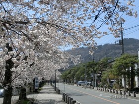 [写真]桜の季節の参道