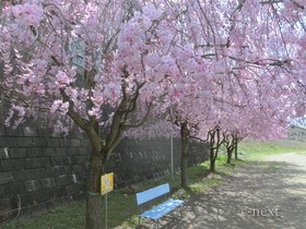 [写真]じんたんのベンチ（桜の季節）