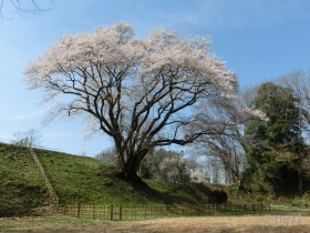 [写真]鉢形城跡のエドヒガン桜