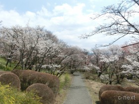 [写真]桜の道