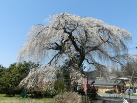 [写真]札所２９番長泉院のしだれ桜